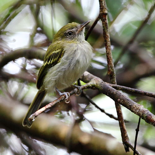 White-bellied tody-tyrant